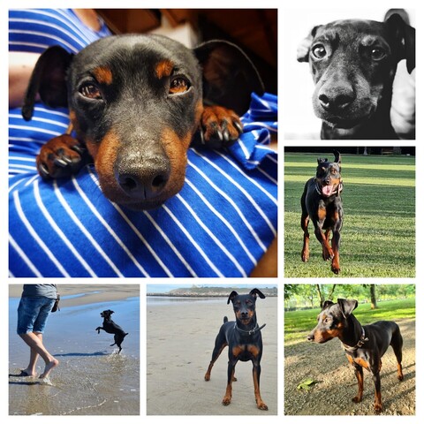 Collage con seis fotos de un perro Pinscher