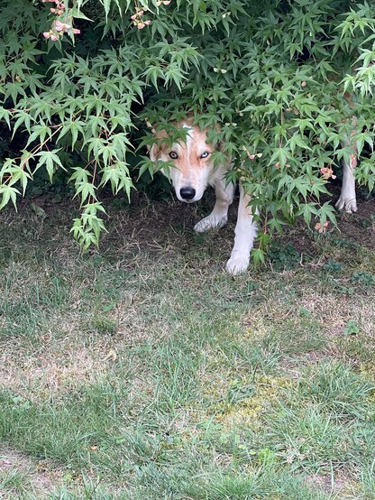 Ein Hund versteckt sich im Garten inmitten eines Busches. Trotzdem sieht man den Kopf und die Beine.