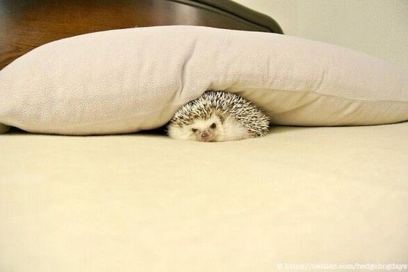 Hedgehog poking under a pillow in bed