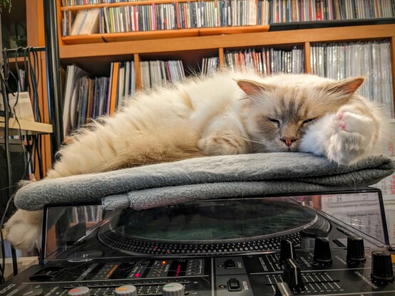 Holy Birman Cat Milo relaxing on his blanket above the Technics Record Player, holding his paw to the camera. CD and Vinyl record shelves in the background behind him. Cat-haired Pioneer DJ mixer at the bottom. 