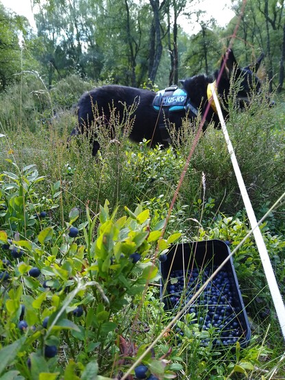 Down amongst the ground cover. Some blaeberry plants with berries, a container with some blaeberries I've just picked, and Moray the dog sat at the back.