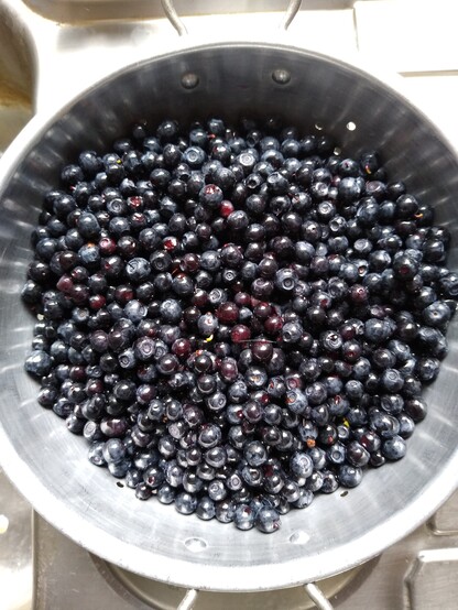 A colander full of rinsed blaeberries.