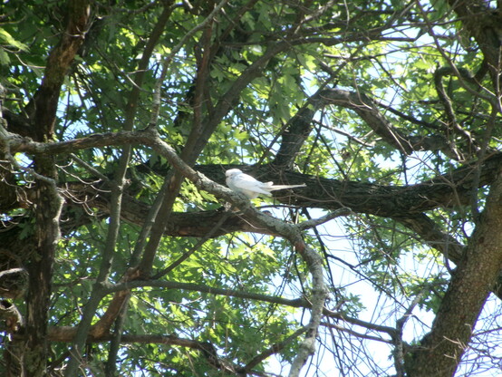 A white bird sits on the branch of a tree. 