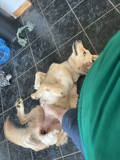 Callisto, a 7 month old blonde golden retriever puppy is laying belly up on a tile floor. A white person's jeans-clad leg can be seen and their foot which has sparkly green toenails is petting Callisto's belly.