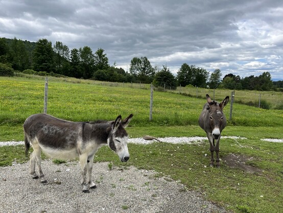 A mini donkey and a standard donkey relax in their paddock. 