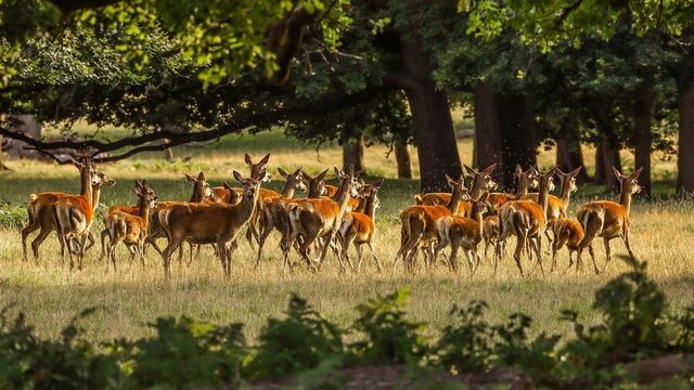 A herd of deer in the forest.