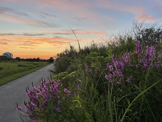 purple flowers kine walkway into sunset