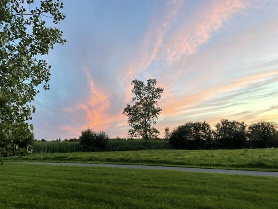 tree across green grass field silhouetted against pink sunset streaked sky