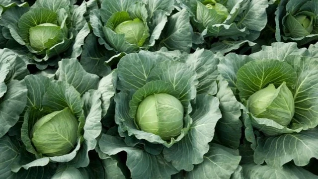 cabbage health benefits