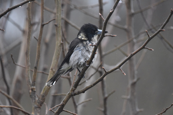 Soggy Grey butcherbird in our naked Manchurian pear looking decidedly unhappy at the persistent rain that was Gembrook this afternoon. 