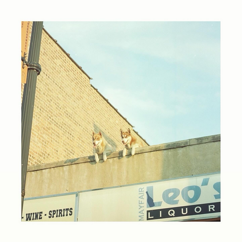 Two Huskies on a roof 