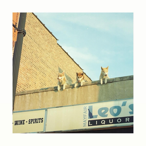 Three Huskies on a roof