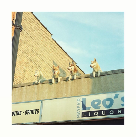 Four huskies on a roof 