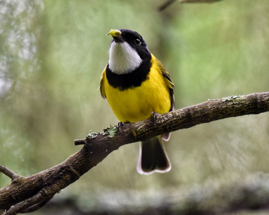 As the name suggests, this image is of a bird with a brilliant bright yellow body, a black ring around its neck & head and a white chin & throat. It has a green seed in it’s mouth that it is about to chow down on.  