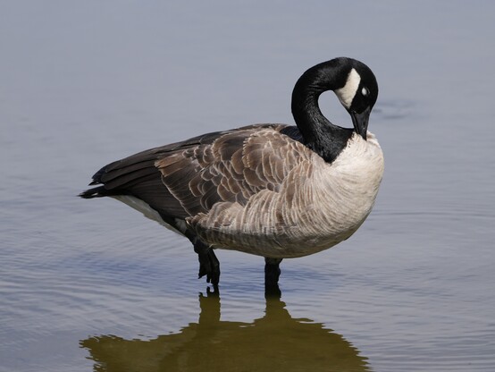A Canada Goose, ankle-deep in water, eyes closed, is running its bill through its chest feathers