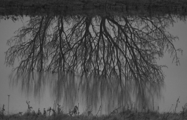 A stand of trees reflected in a strip of water. The front part is blurred with the movement of the water.