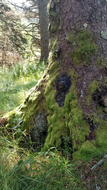 Moss on tree trunk