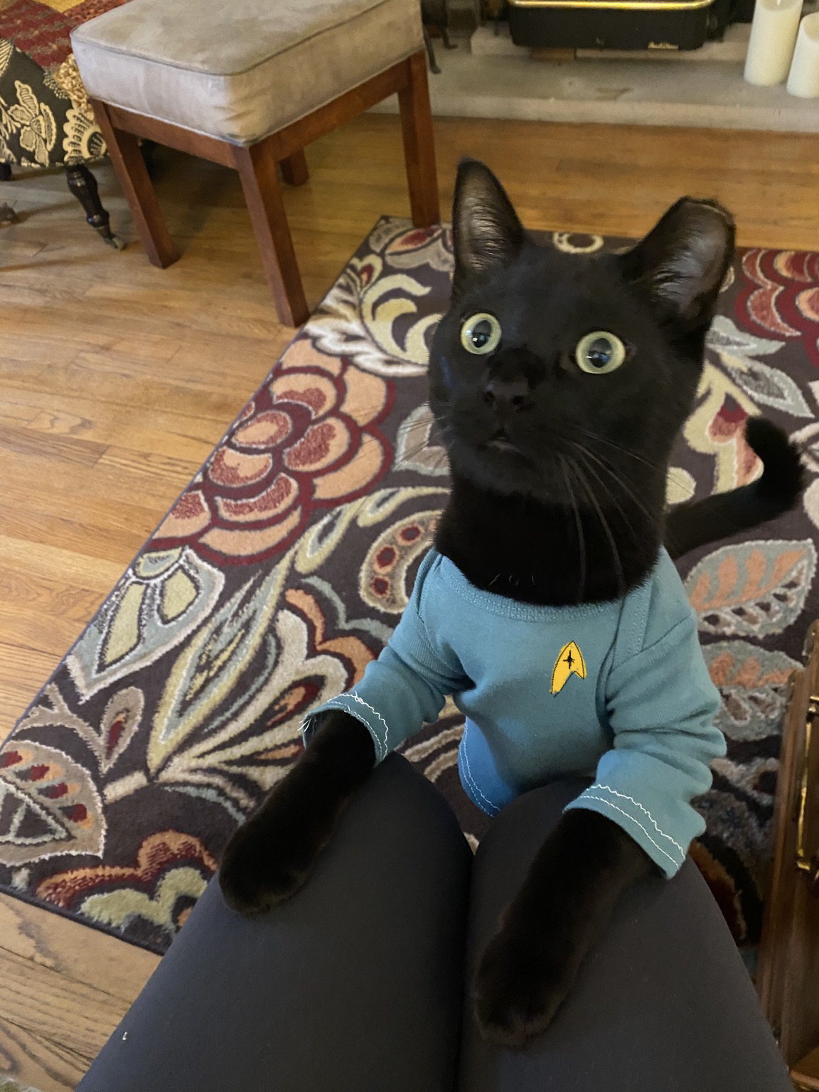 Cat star trek clearance costume