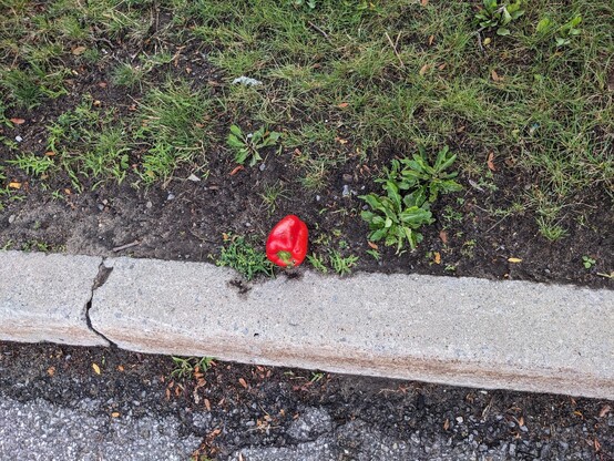 A large red pepper sitting, untouched, on the curb.