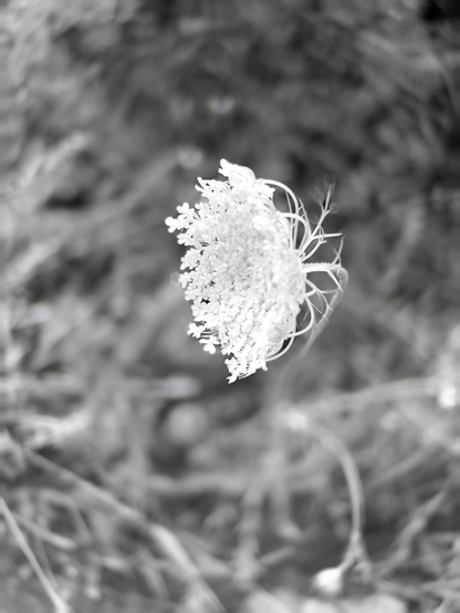 Queen Anne’s Lace prominently in the foreground with a unfocused background of brambles. 