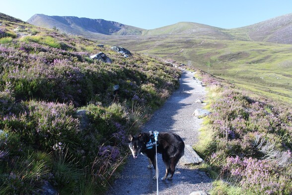 A path through blooming heather, heading towards mountains. Moray the dog just ahead of me looking back. Sunny day. blue sky.