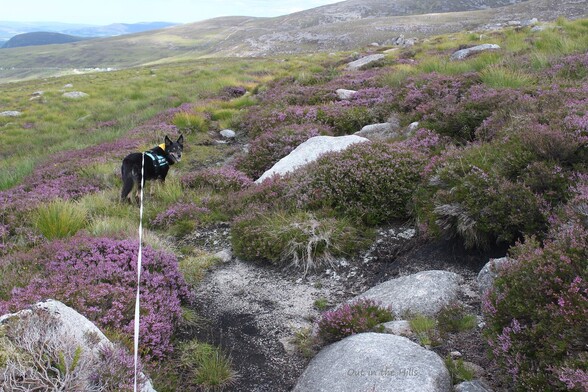 Moray the dog standing among boulders and blooming heather, looking back at me.