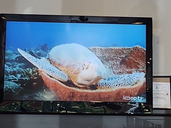 TV with image of sea turtle resting in a bowl like coral 