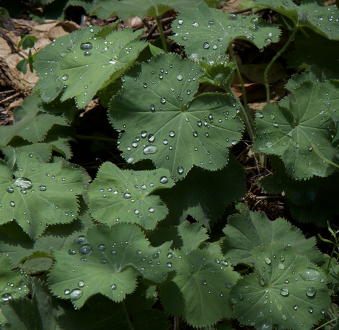 A photo of lady’s mantle leaves covered in large water drops from rain