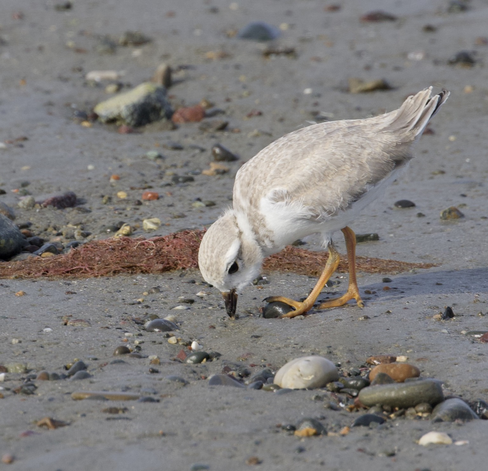 A photo of a young piping plover with its beak in the sand, surrounded by rocks and seaweed.