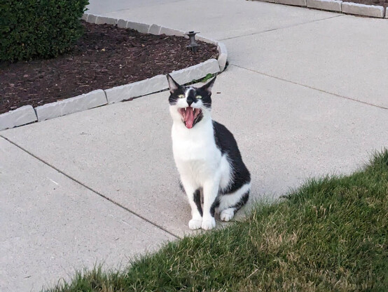 Smudge, looking like he's smiling quite excitedly. He's probably just yawning, but even so!