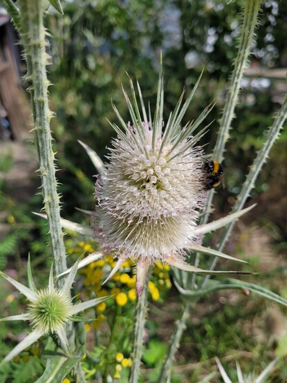 Blüte der Schlitzblättrigen Karde (Dipsacus laciniatus)