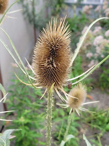 Fruchtstand der Wilden Karde (Dipsacus fullonum)