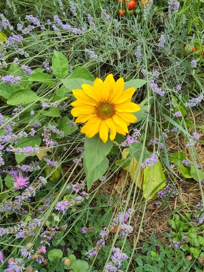 Photo de mon jardin, mélange de fleurs 