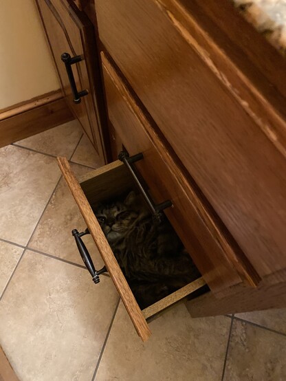 A drawer, open. With a cat, sleeping.