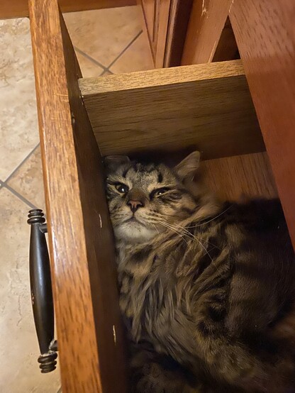 Kitty smooshed himself into a drawer like an idiot.