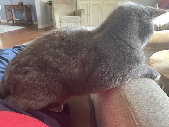 Gray cat sitting on my lap, leaning chair arm, with his belly hanging in mid-air. 