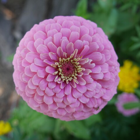 A closeup photo of a pink zinnia flower. Unfurled petals can be seen surrounding the center mass of tiny hair like structures with a tiny hole in the very middle