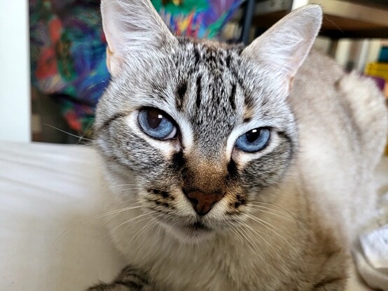 The photo shows up close the face of a creamy white and gray tabby cat, whose blue eyes look deeply into the camera. A white sheet can still be seen at the edge of the image, and there is a softly drawn colorful object in the background.

Foto zeigt nah ein Gesicht eine cremeweißgraugetigerten Katze, deren blauen Augen tief in die Kamera blicken. Am Bildrand noch erkennbar ein weißes Laken, im Hintergrund ist ein weichgezeichneter bunter Gegenstand.