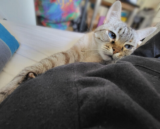 A creamy white gray tabby cat with blue eyes lies lengthwise next to the body of a person lying on white sheet cropped in the picture. Cat leans one front leg with clawed paw stretched out against the shoulder of the person taking the picture.

Eine cremeweißgraugetigerte Katze mit blauen Augen liegt längs neben dem Körper einer auf weißem Laken liegenden im Bild angeschnittenen Person. Katze lehnt ein Vorderbein mit krallenausgestreckter Pfote an die Schulter der fotografierenden Person.
