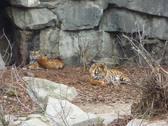 Sumatran Tiger family. The mother is resting in the back with her two girls, while the dad is in front, cleaning his paws.