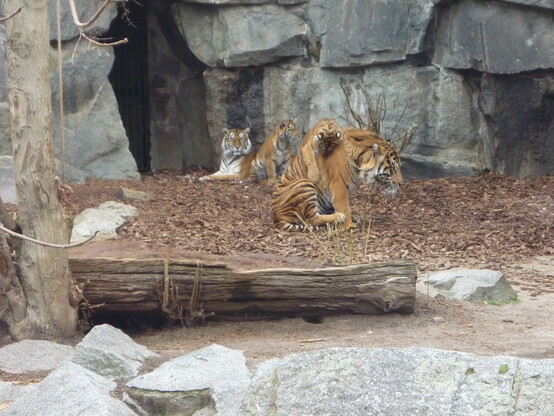 Sumatran tiger family. The mother and one of her girls are resting in the back next to the rocks, while watching the other girl jumping on her dad's back and biting him.