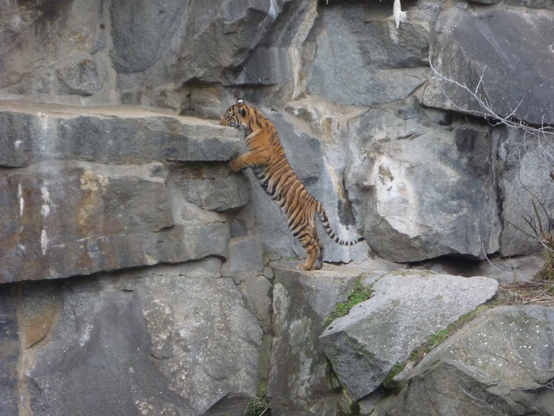 Rock climbing attempt from one of the little tigers.