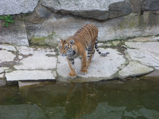 One of the little tiger girls by the water, looking at some of the silly humans on the other side.
