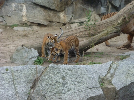 The two Sumatran tiger twins being playful. Their dad can be partly seen behind a log.