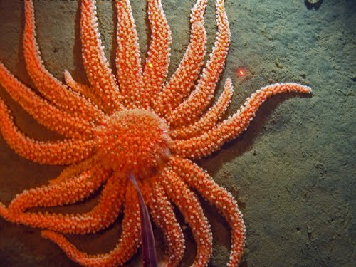 Rathbunaster californicus. A many-armed bright orange sea star. This one has 18 arms that I can identify. Some are clearly regrowths, since they are much shorter. This is an eating machine