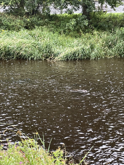 Otter in a river