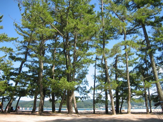 Amanohashidate is known as the place of 'white sand and green pines'.