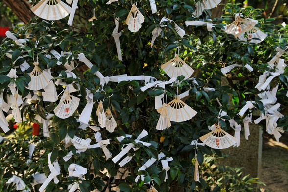 Fan-shaped omikuji (fortune lots) hanging from a tree in the grounds of Chion-ji.