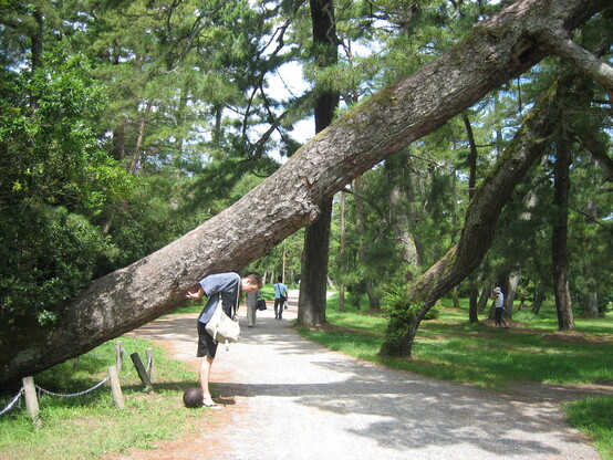 A particularly famous pine leans precariously across the sandbar's path.