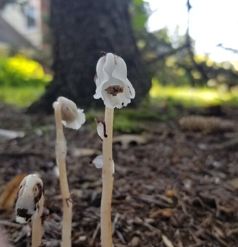 Three white plants 